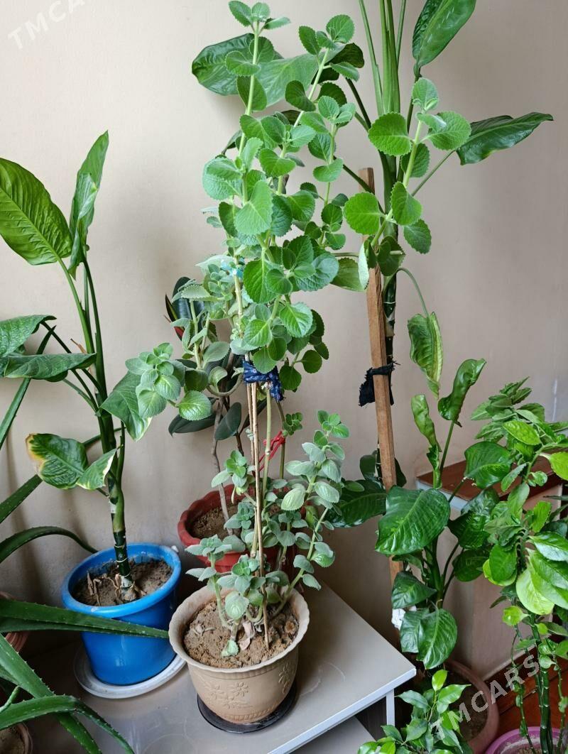 Gül - Aşgabat - img 1