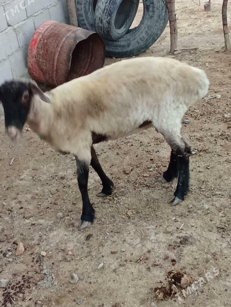 Bakylan goýun - Гызыларбат - img 1