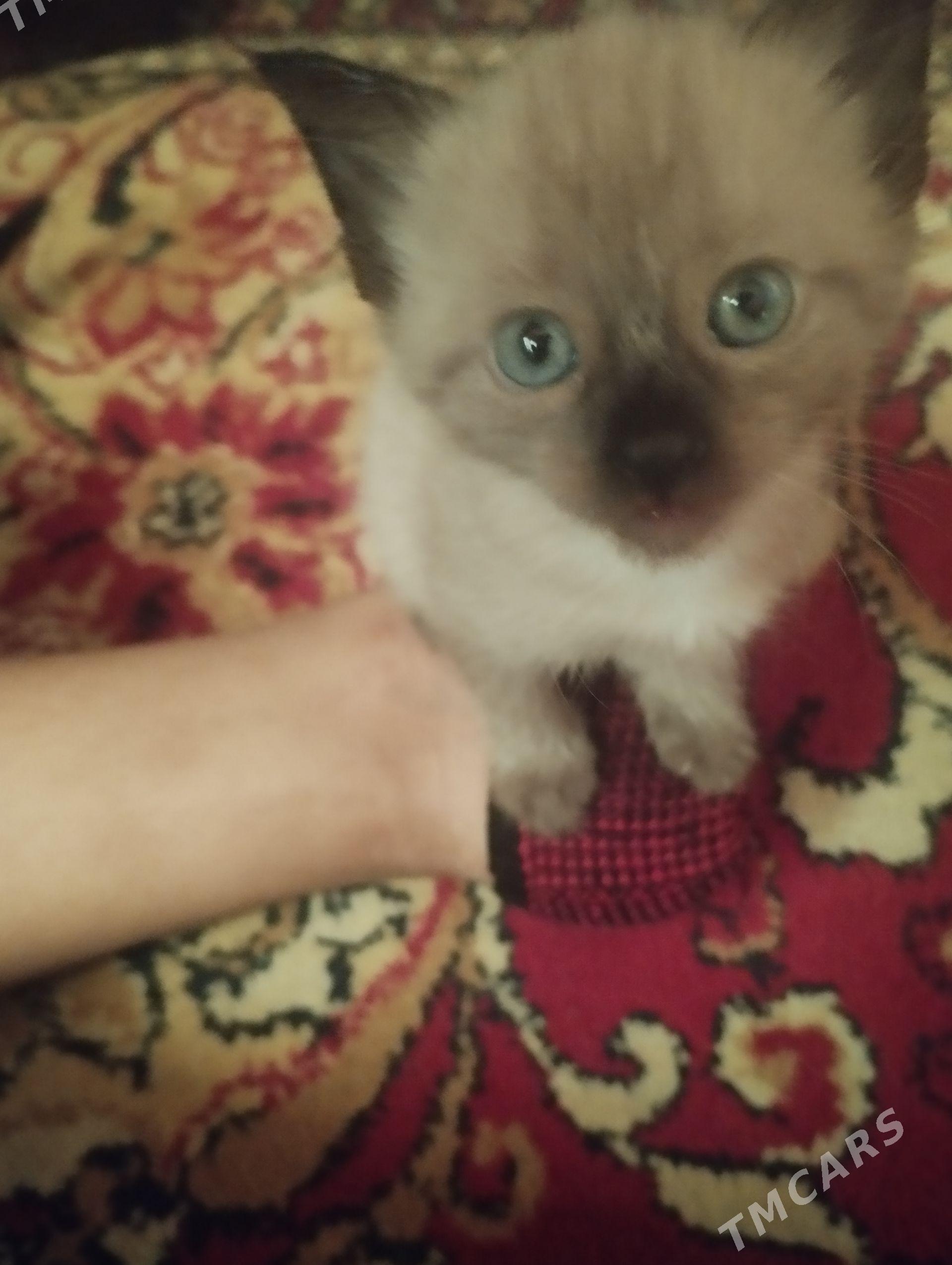 Сиамский котенок - Дашогуз - img 1