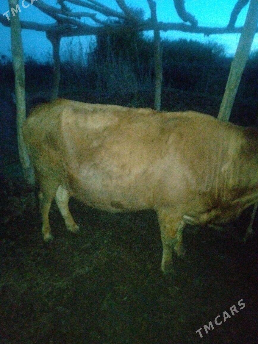 Satlyk mal - Сакар - img 1