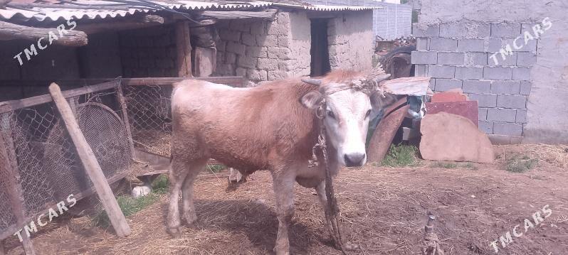 öküz bicilen 2sany - Гёкдепе - img 1