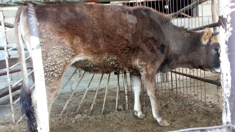 tuwe - Bäherden - img 1