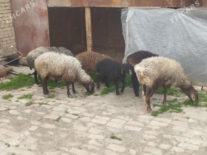 guzuly goyun - Мары - img 1