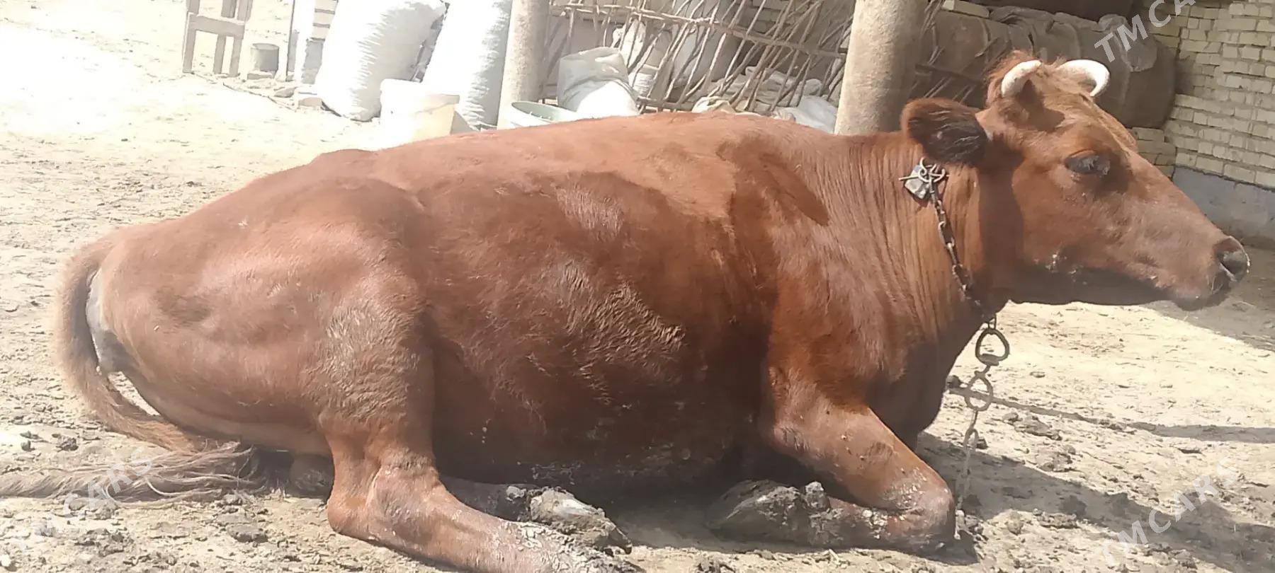 Sygyr - Байрамали - img 1