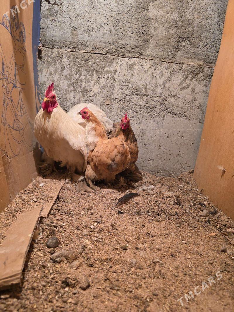 kakinhin karlik - Garadamak - img 1