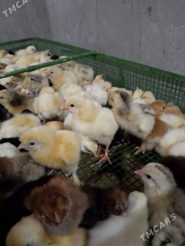 jüje çykaramyz - Чарджоу - img 1