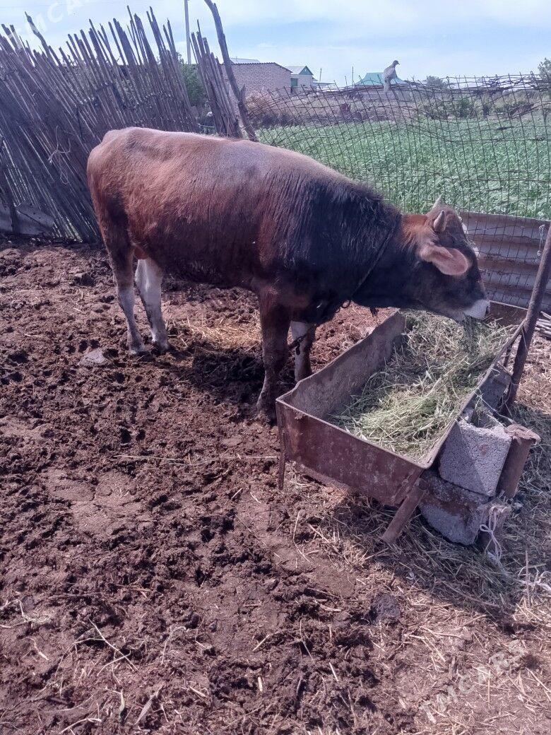 okuz - Бабадайхан - img 1