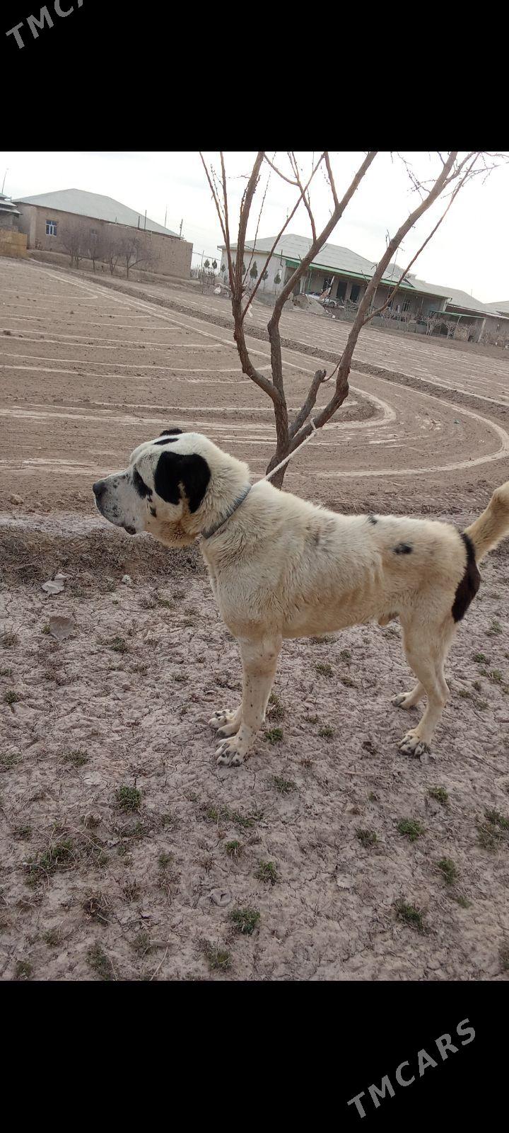 Alabaý - Дашогуз - img 1