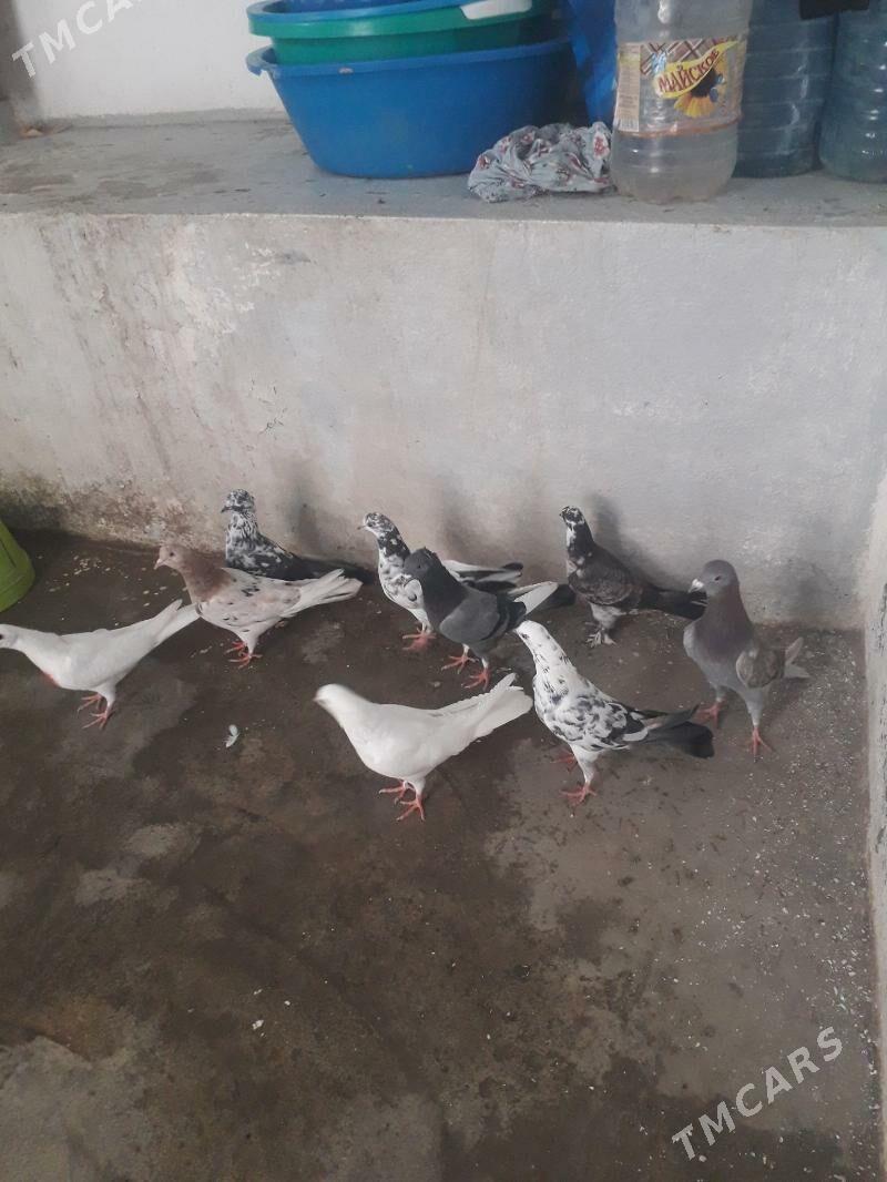 kepderi - Гызыларбат - img 1