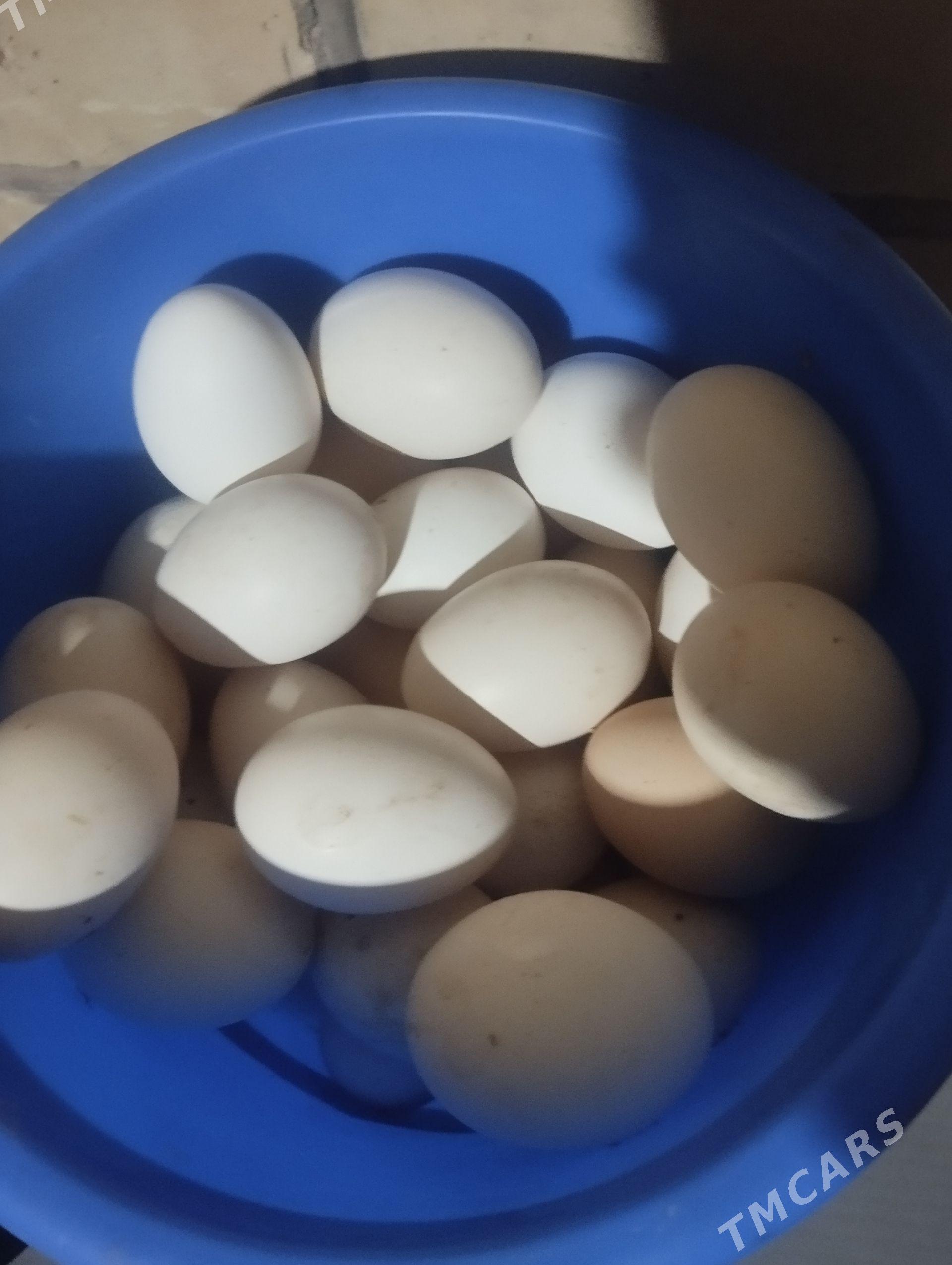 towuk yumurtga mesnyy - Туркменабат - img 1