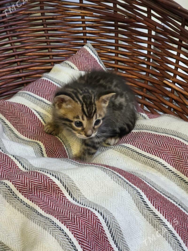 Продаются бенгальские котята - Ашхабад - img 1