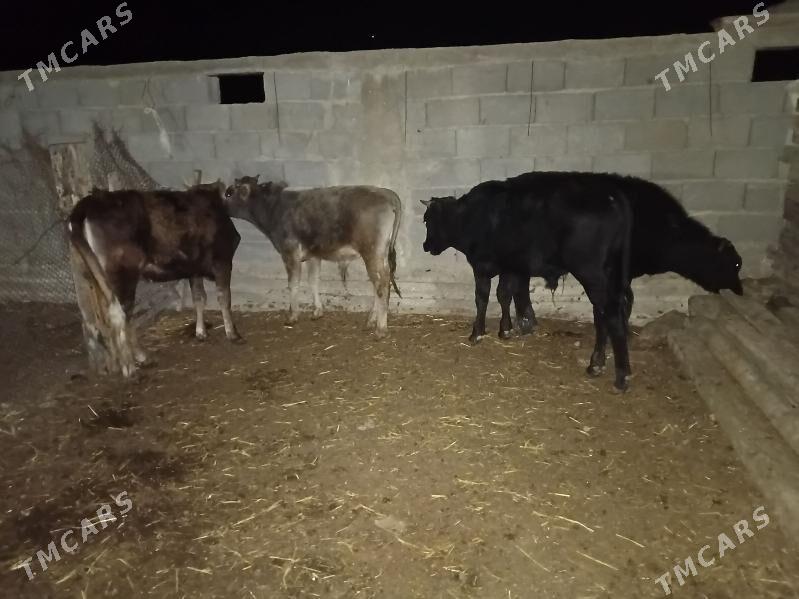 3 okuz 1 tuwe - Gyzylarbat - img 1