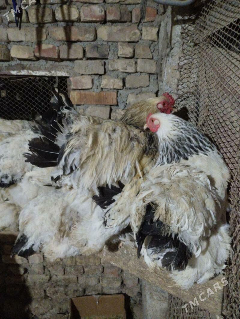 арегинал.брама.товуклар - Гарадамак - img 1