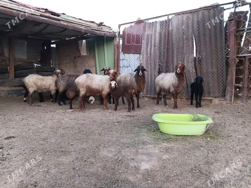 guzly goyun - Балканабат - img 1