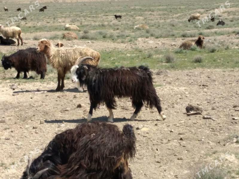 teke dog - Берекет - img 1