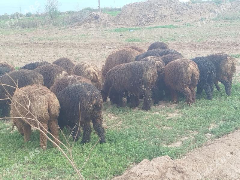 Berre - Tejen - img 1