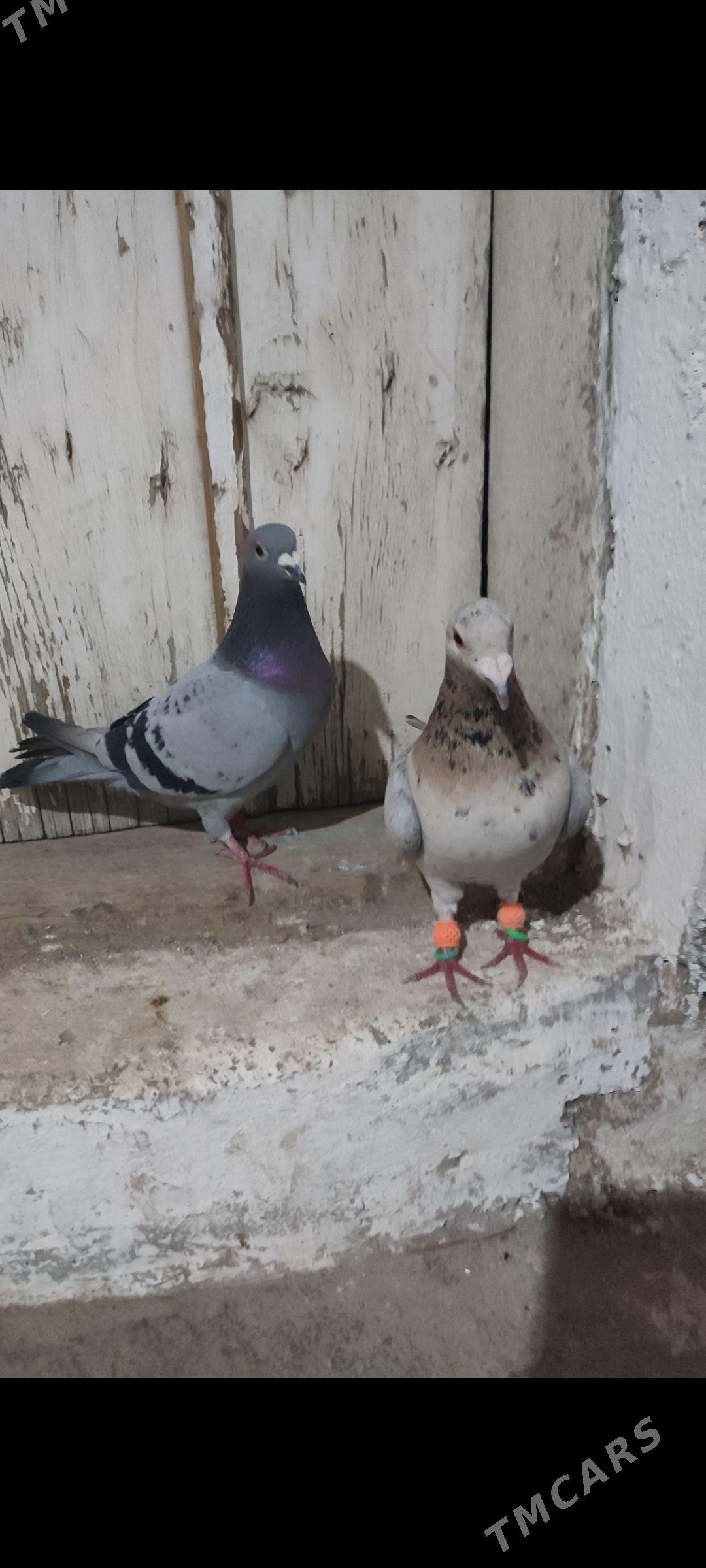 kepderi - Gyzylarbat - img 1