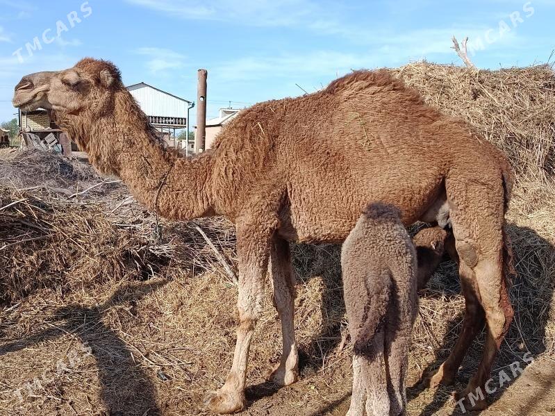 kosekli duve - Tejen - img 1