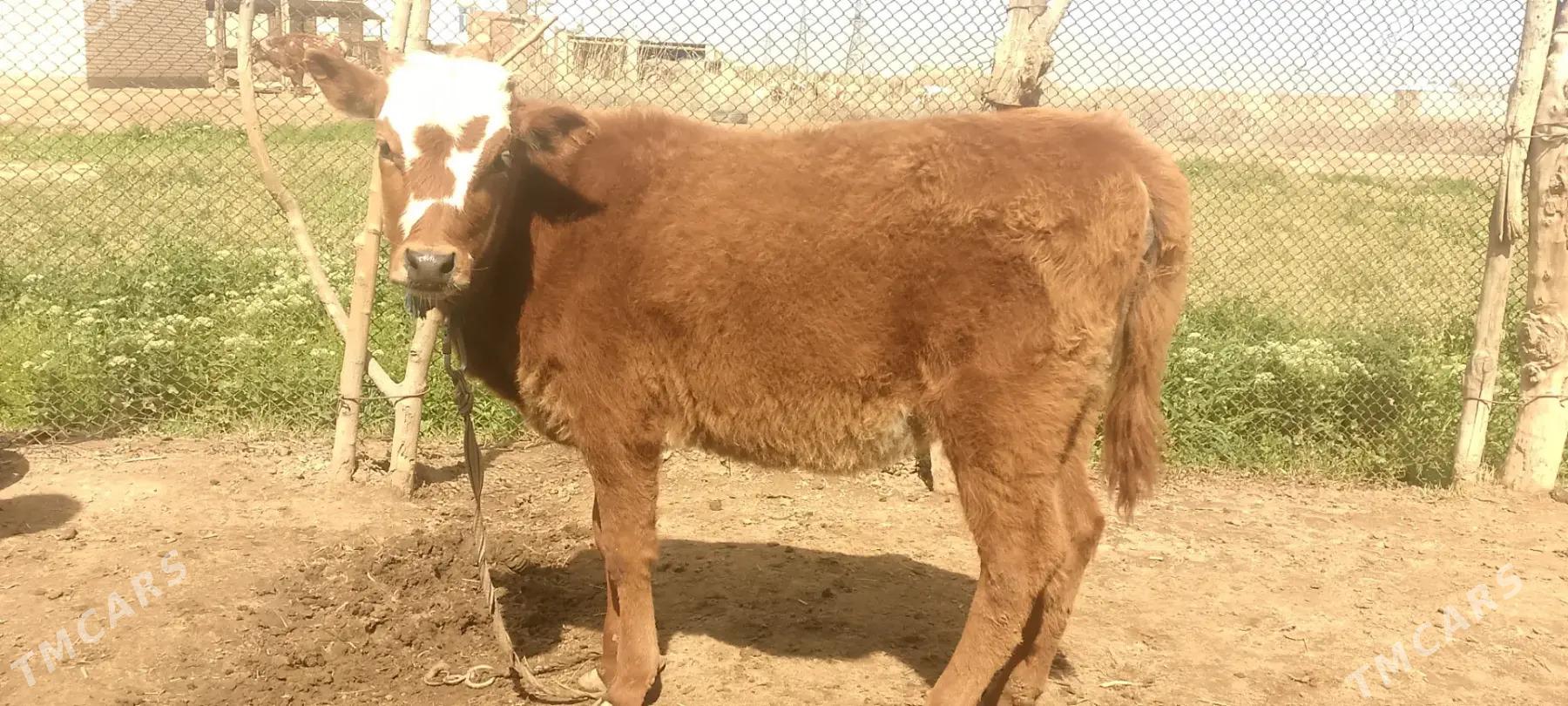 Göle - Baýramaly - img 1