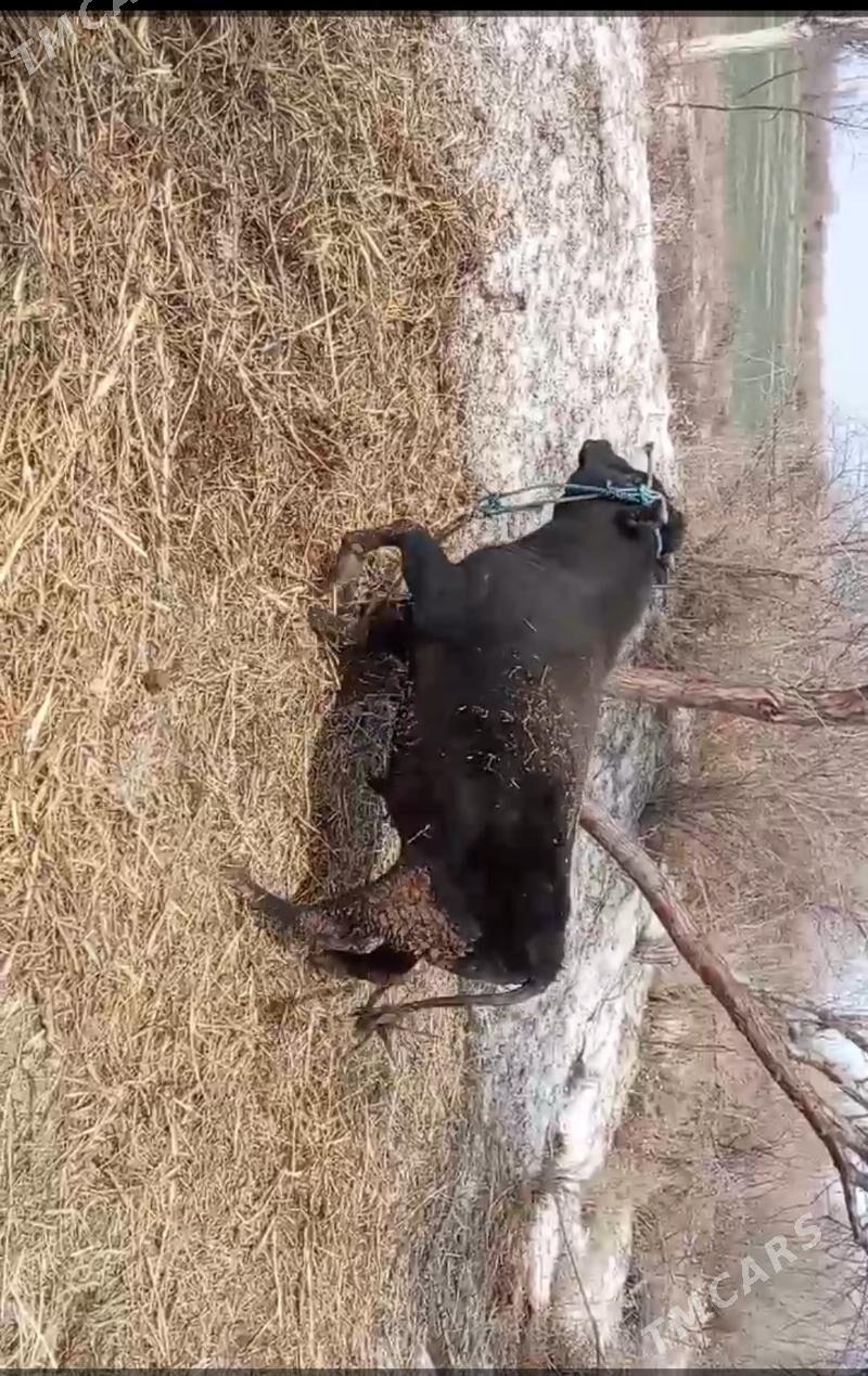 okuz - Болдумсаз - img 1