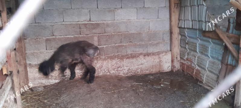 berre tokly - Ялкым - img 1