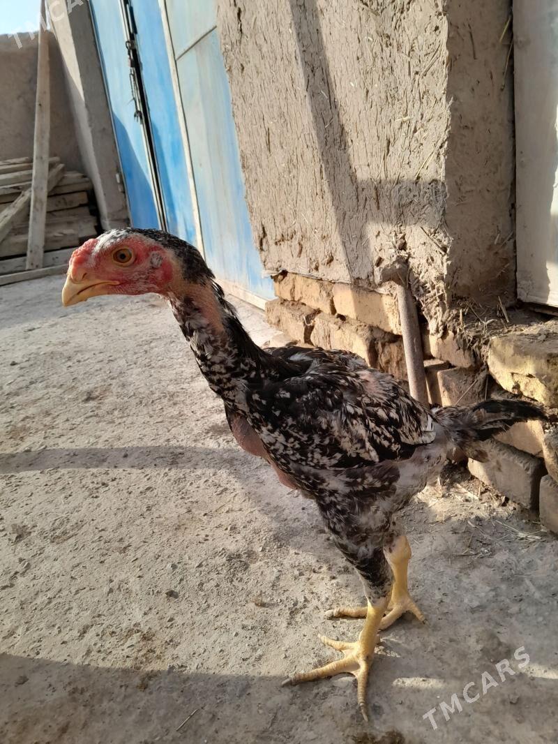 paroda.jüýje - Гурбансолтан Едже - img 1