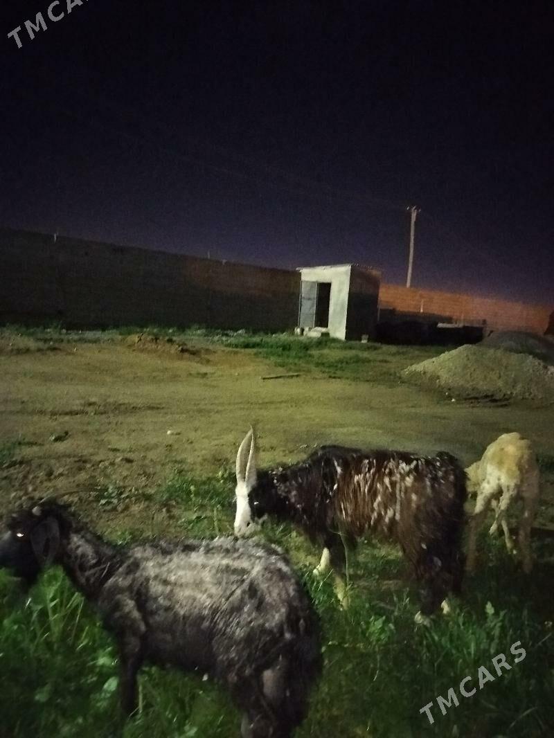 dog teke - Гёкдепе - img 1