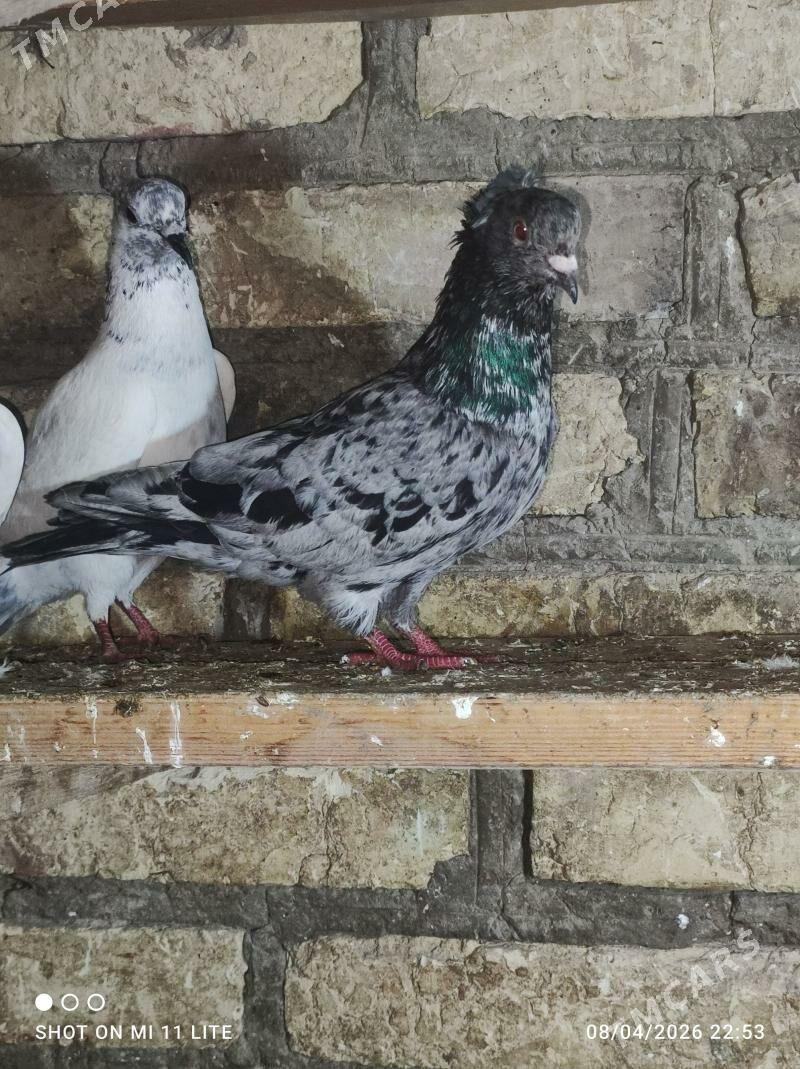 Kepderi - Байрамали - img 1