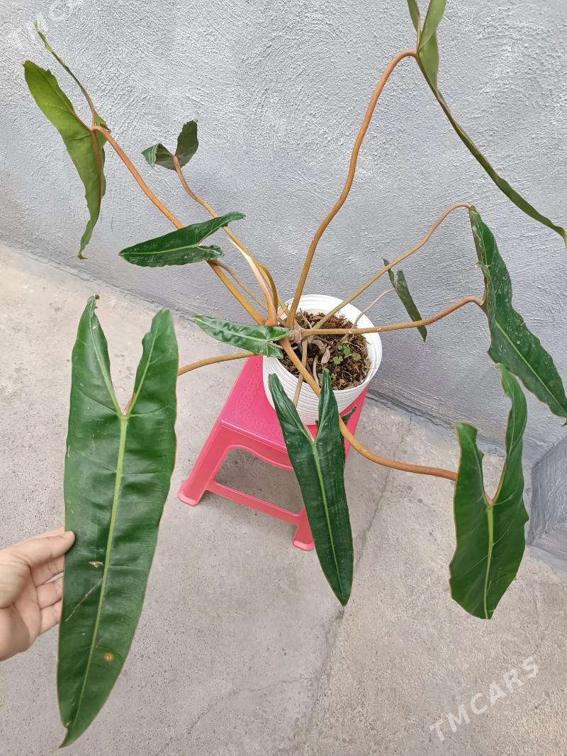 ФИЛОДЕНДРОН - Ашхабад - img 1