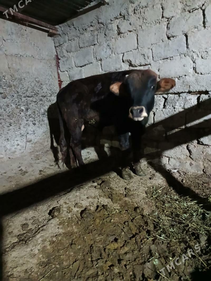 okuz we tuwe - Кипджак - img 1