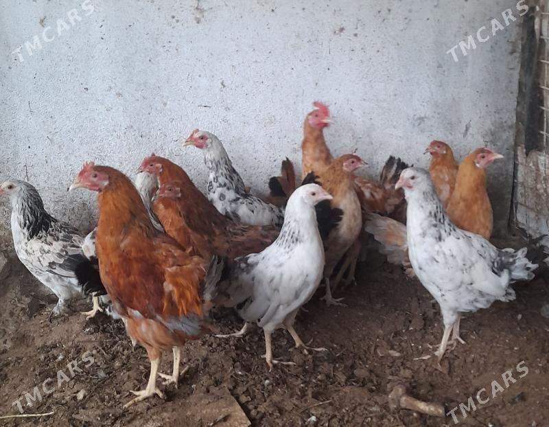 Towuk - Täze zaman - img 1