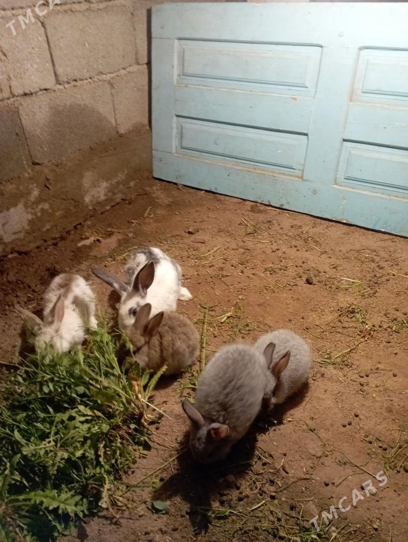 towşan - Gökje - img 1