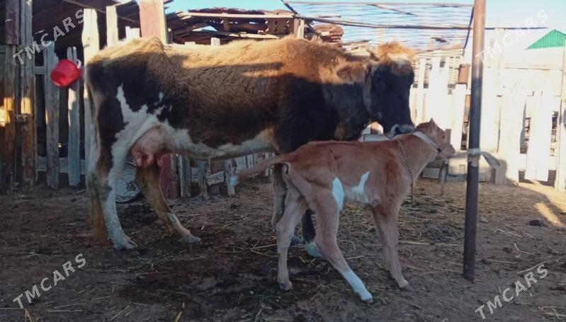 goleli sygyr - Esenguly - img 1