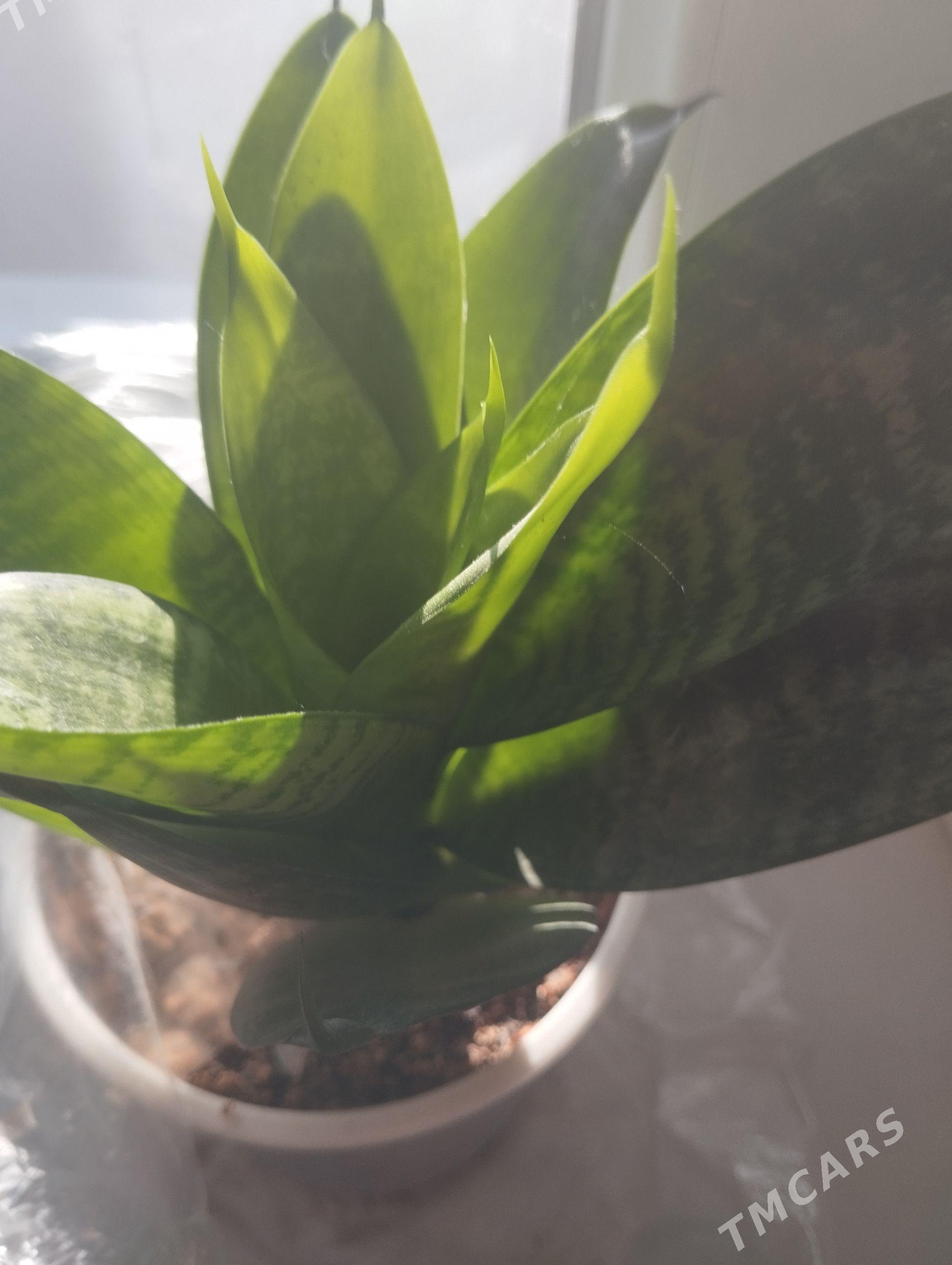 gül - Анев - img 1