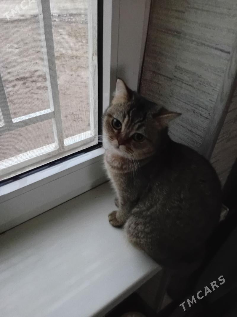 кошка - Mary - img 1