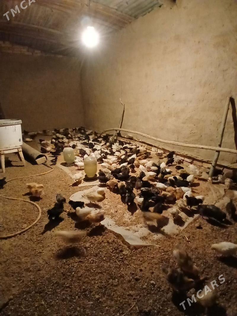 Towuk Jüyje - Мургап - img 1