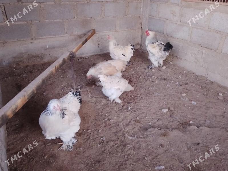 towyk - Гумдаг - img 1