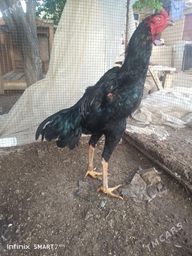 baysy horaz - Сакар - img 1