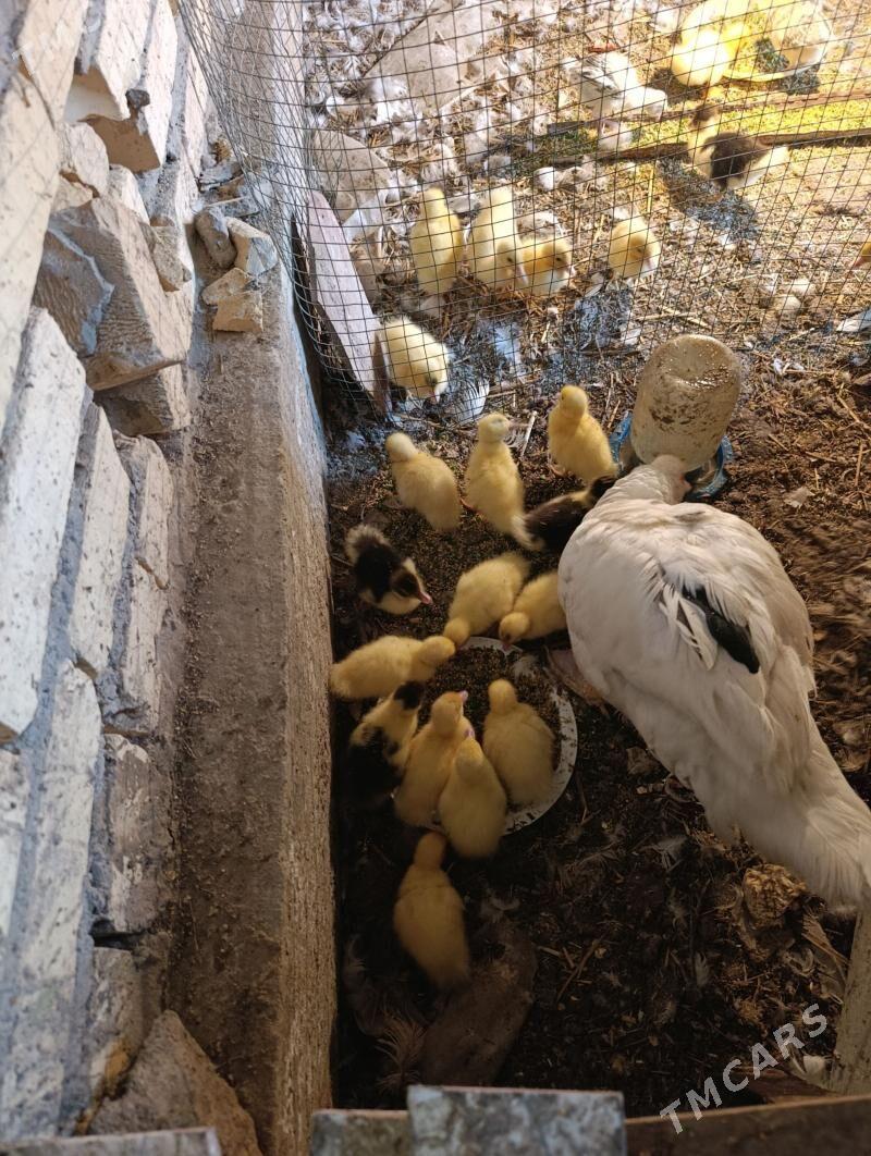 muskus ördek - Туркменабат - img 1