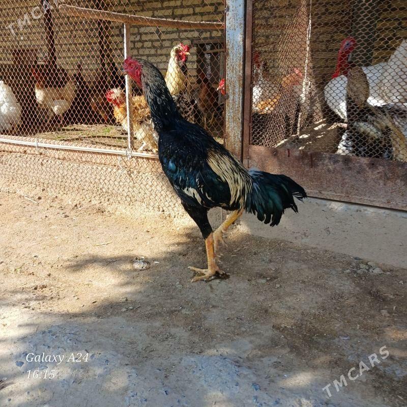 horaz - Туркменабат - img 1