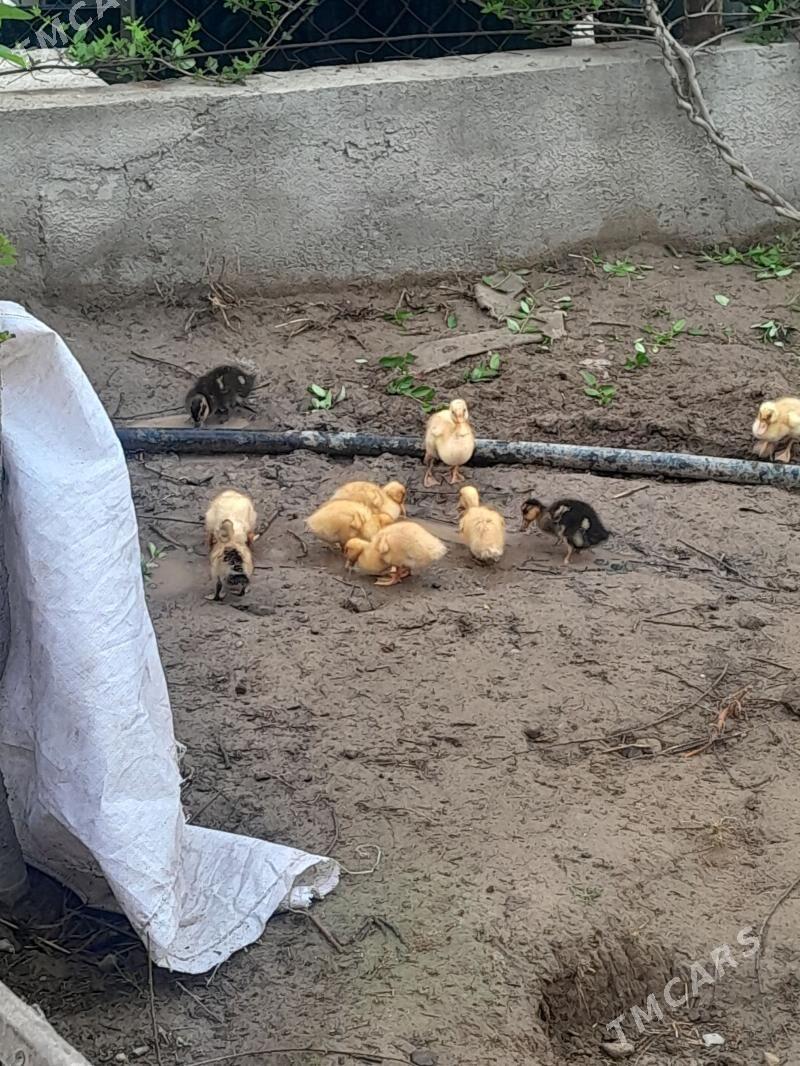 Ordek gak gak - Чоганлы - img 1