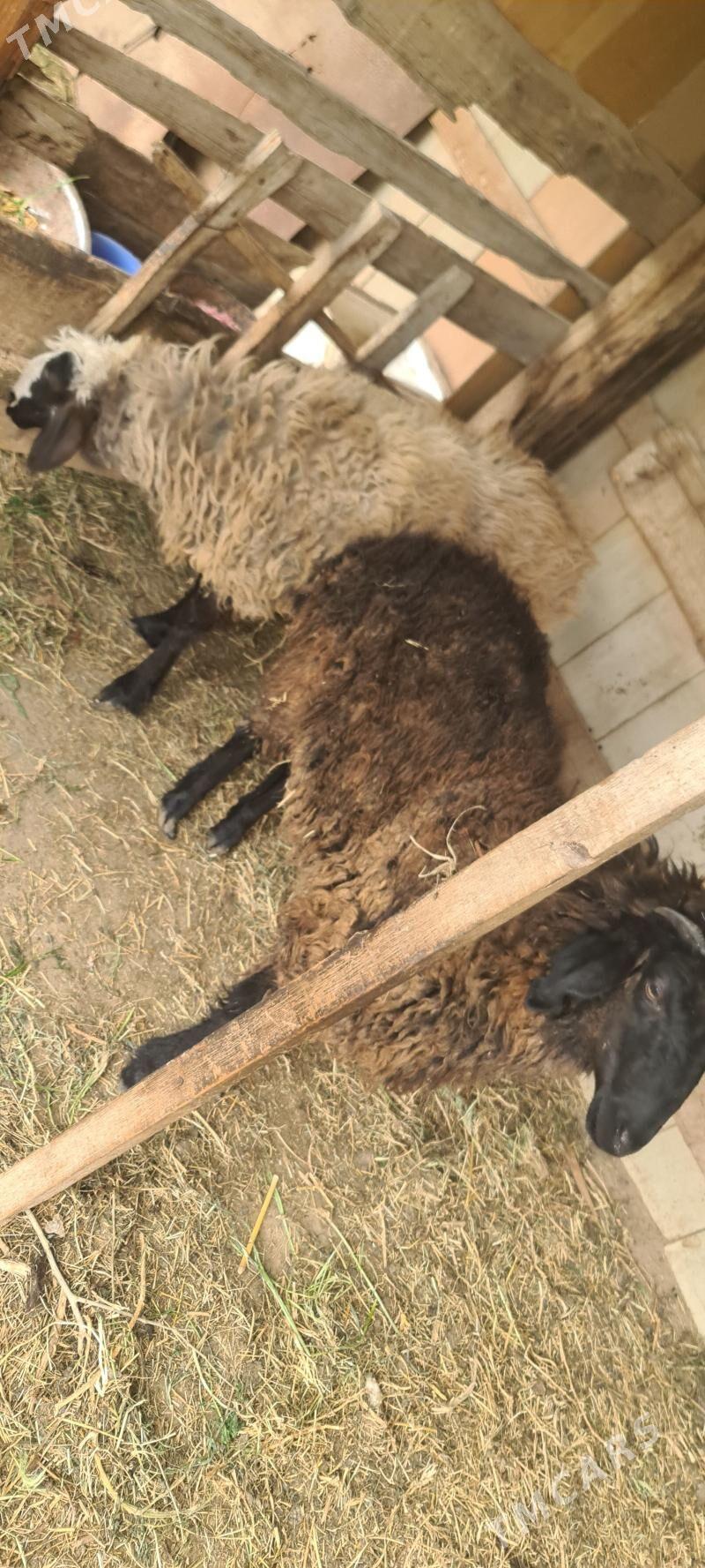 goyun - Гёкдепе - img 1