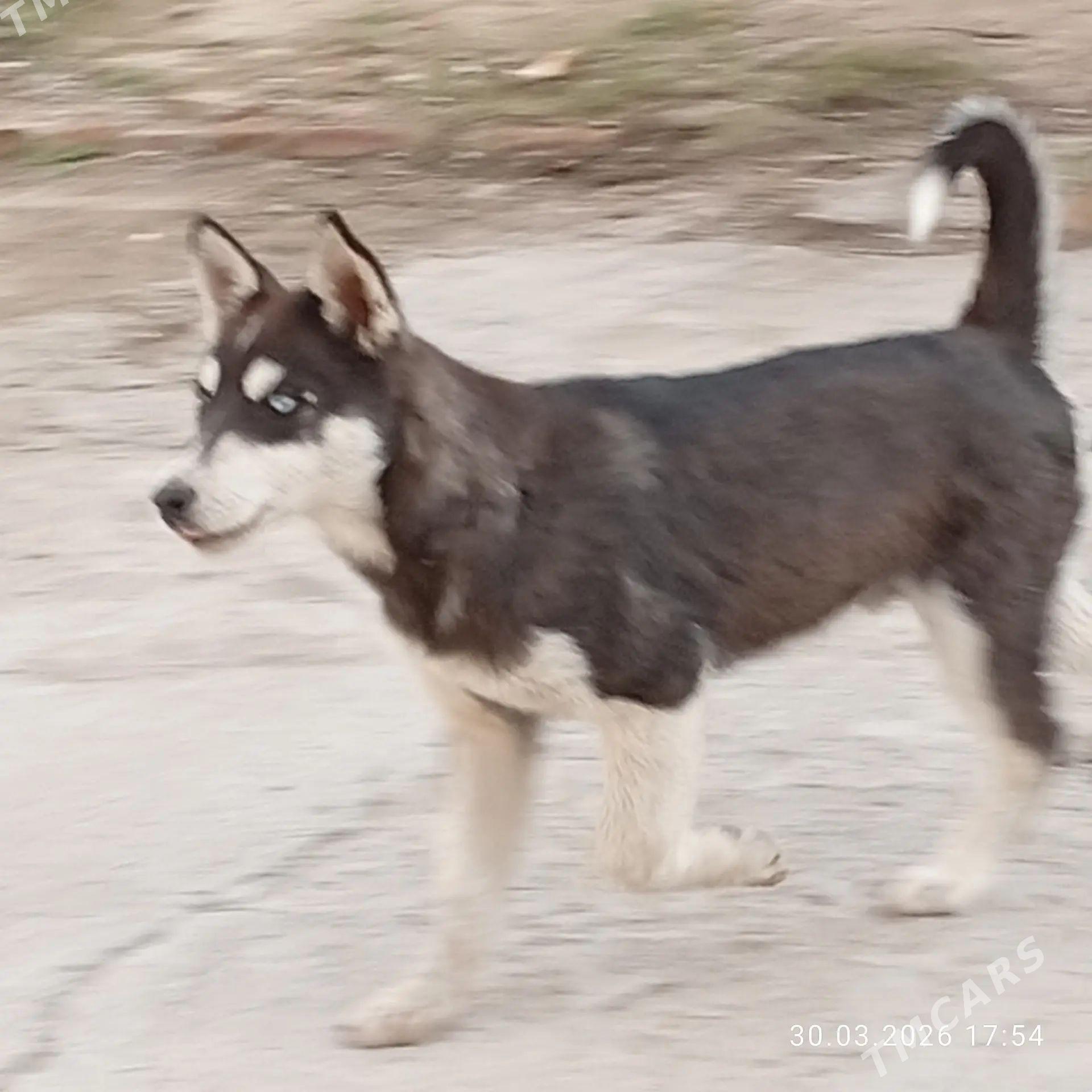 Haski - Гёкдепе - img 1