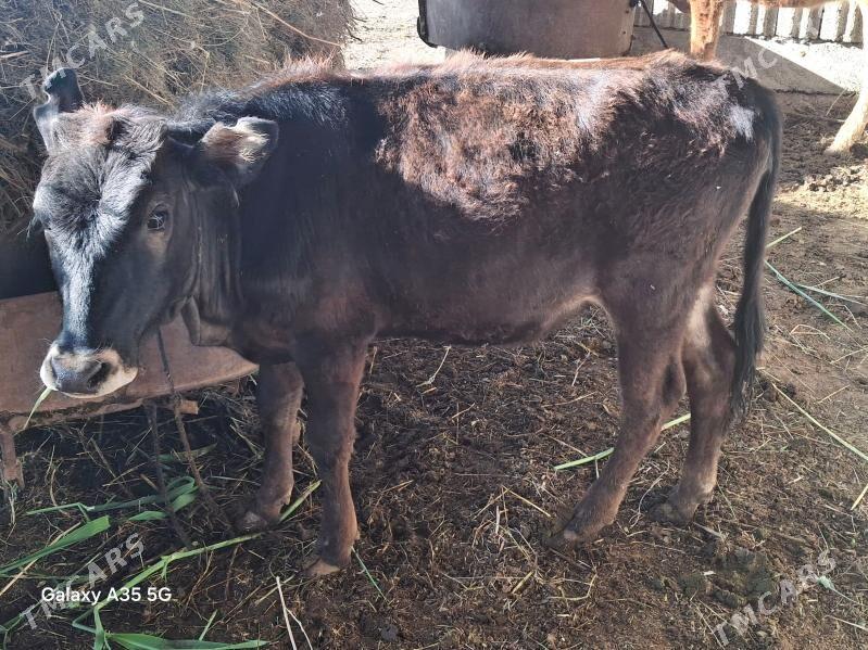 tuwe - Теджен - img 1