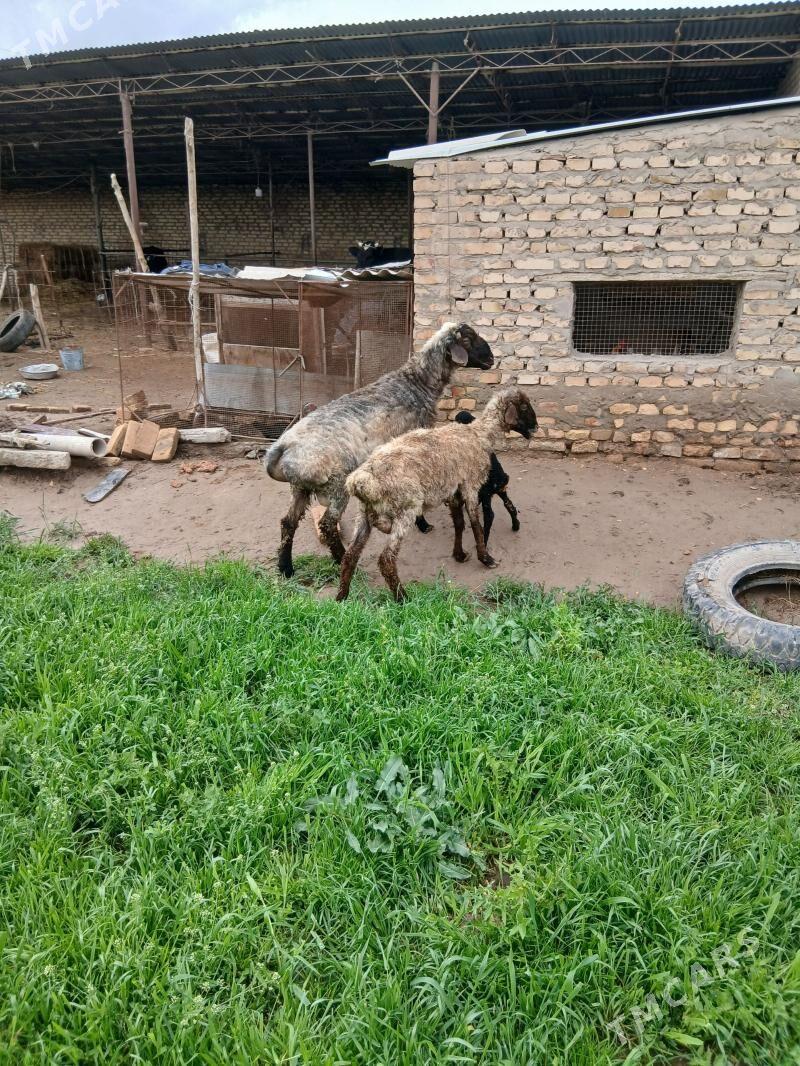 GUZULY GOÝUN GOÇ. - Халач - img 1