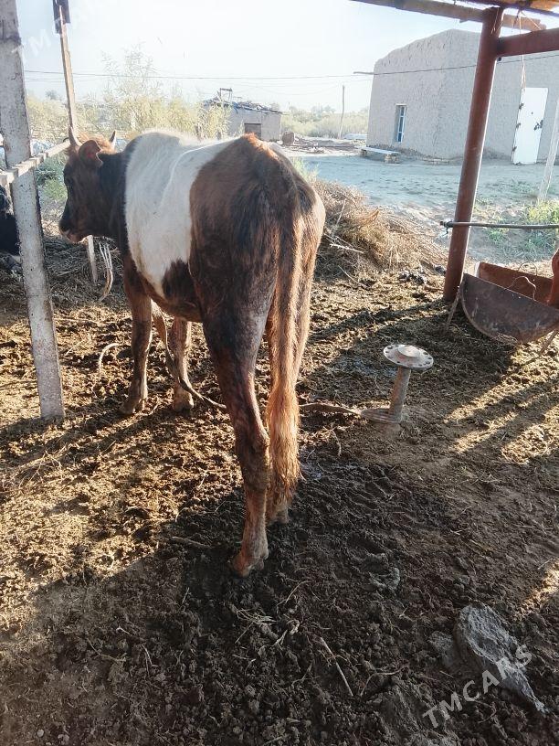 ökuz - Mary - img 1