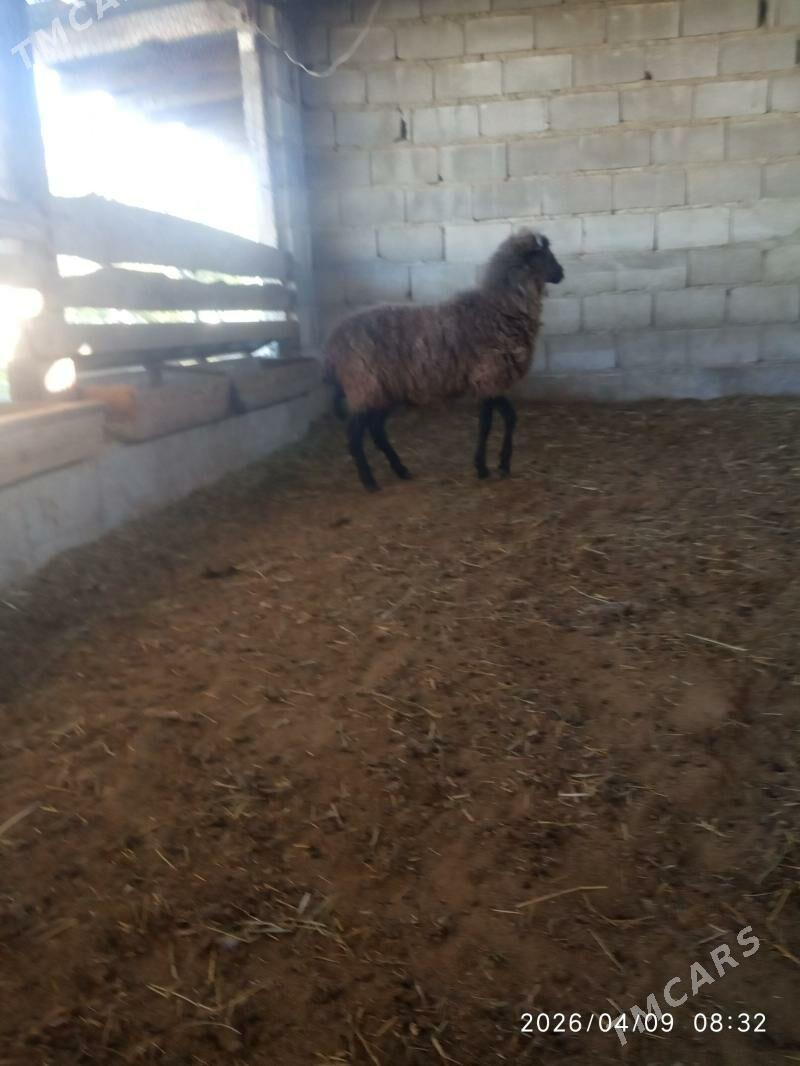 işşek - Бахарден - img 1