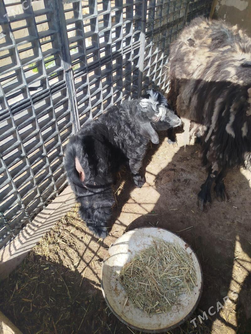 Owlak - Gumdag - img 1