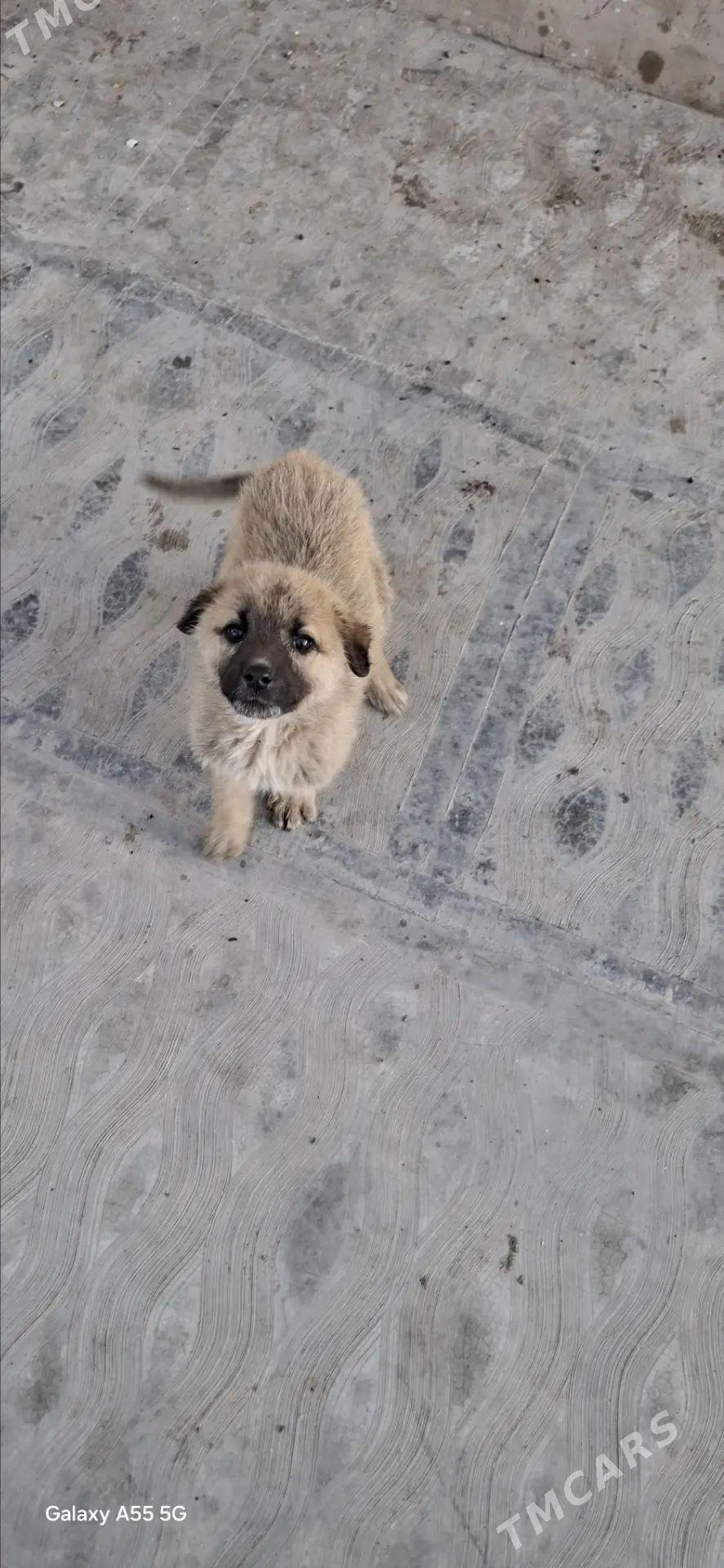 Щенок - Türkmenabat - img 1