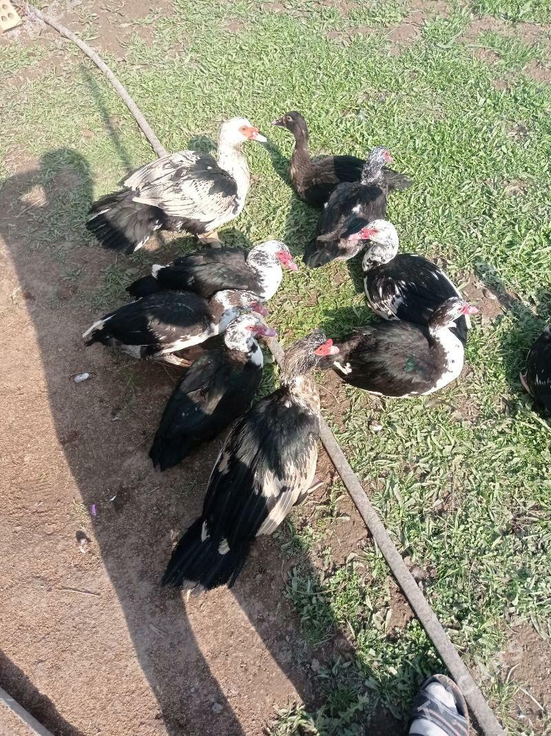 indawutka erkek - Мургап - img 1